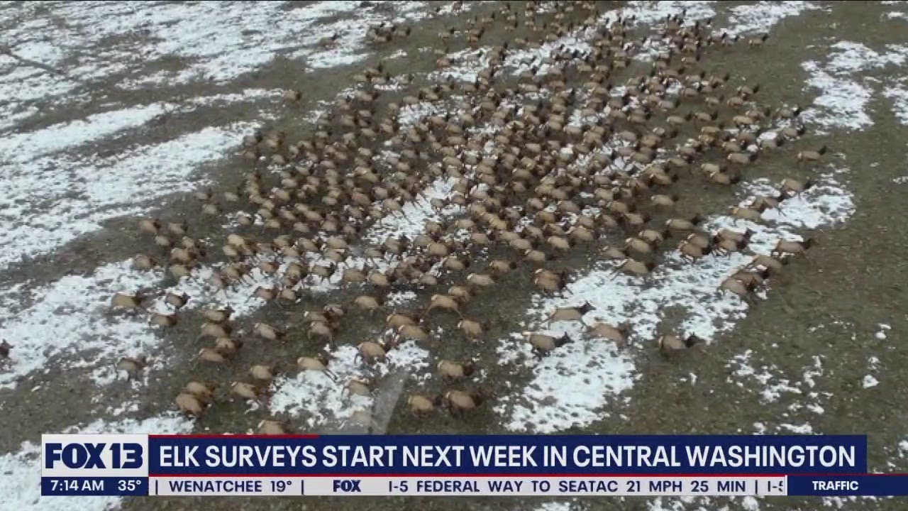 Elk surveys start next week in Central Washington | FOX 13 Seattle