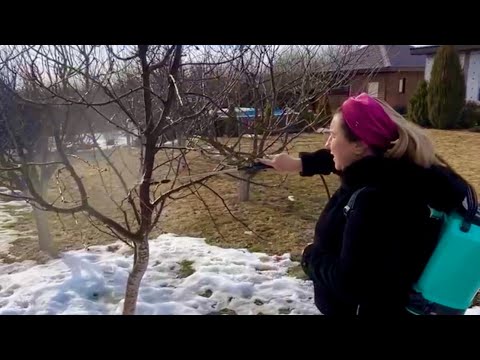 Обработка от зимующих вредителей. Через несколько дней от болезней пройдусь