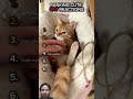 Cutest cat reaction 😻 #cat #adorable #kitten #meow