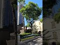 Сарона Тель-Авив Израиль. שרונה תל אביב ישראל. Tel-Aviv Sarona market Israel
