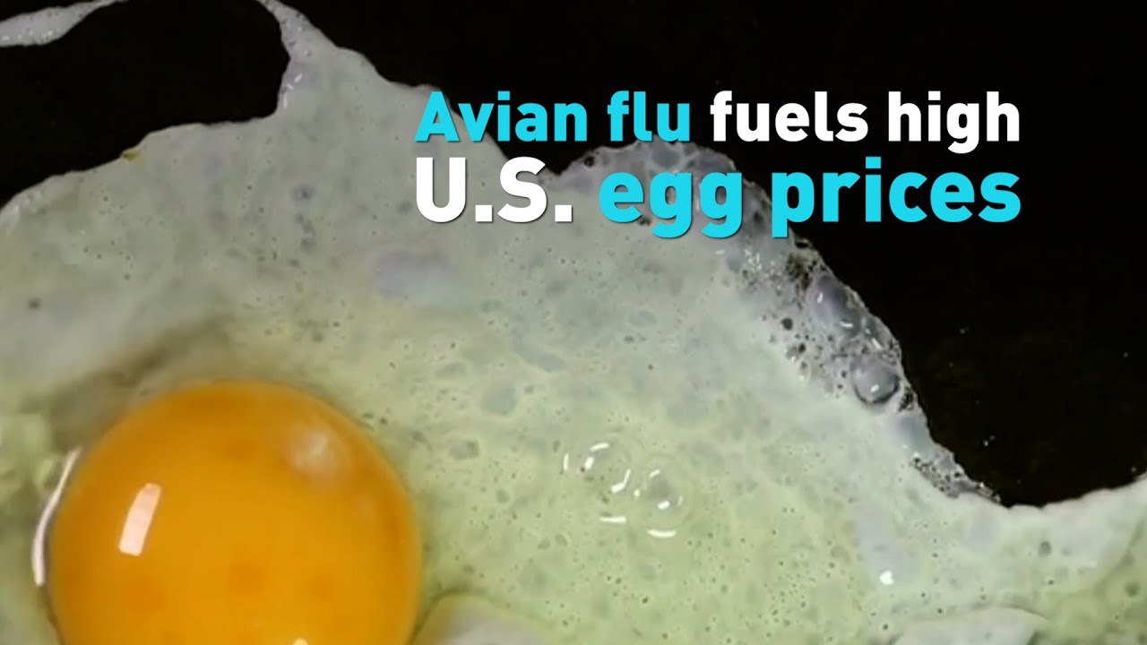 Avian flu fuels high U S egg prices YouTube