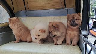 our chow chow pups