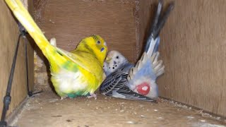 Budgie laid eggs for the First time in the Nest Box || Birds lay egg for first time