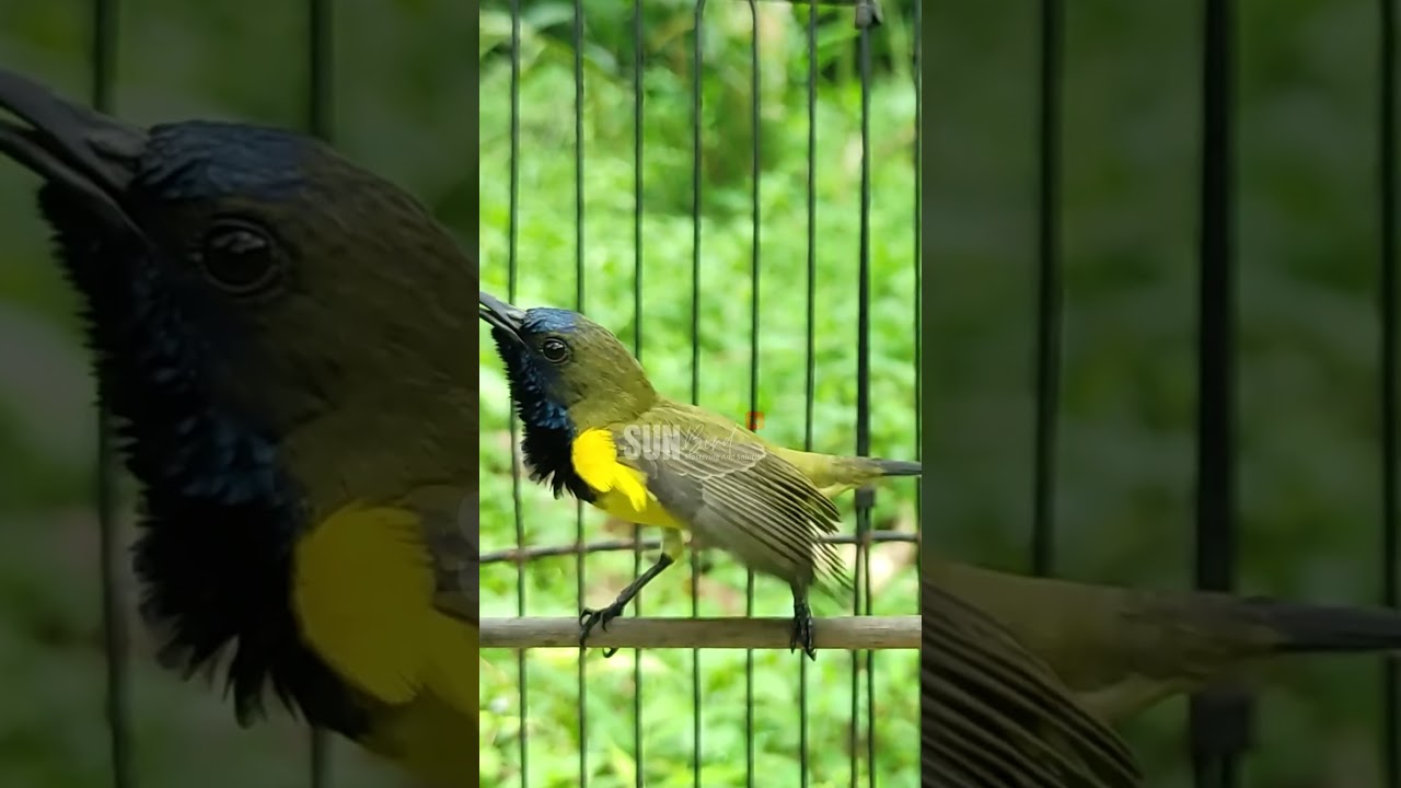 SOGON JANTAN GACOR NGALAS NEMBAK #124 #sogongacordor #sogongacorngobra #kicaumania