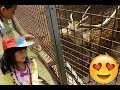 Wisata ragunan - Learn Zoo Animals - Mengenal hewan rusa kijang