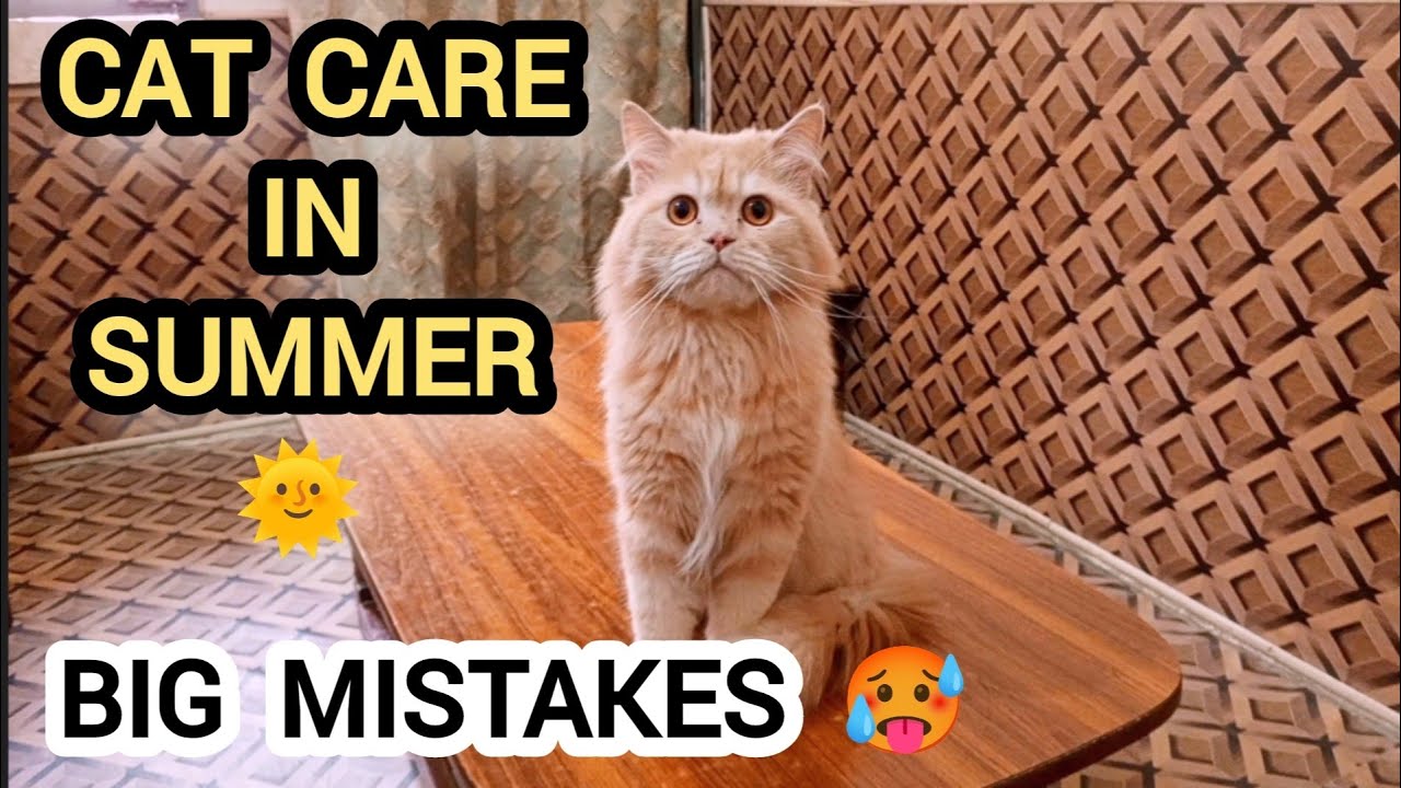 Picture of Cat Care in Summer | Cat Care in Hot Weather | Hot Weather Cat Care ...