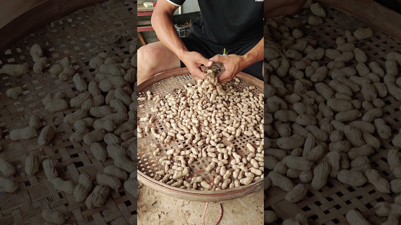 The first test of the peanut picker for mineral water bottles