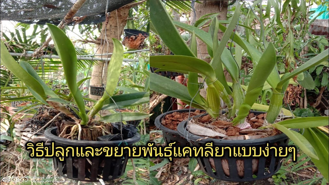 การขยายพันธุ์กล้วยไม้แคทลียาแบบง่ายๆ