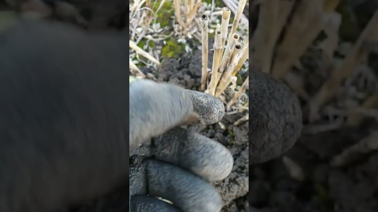 1824 George IIII Silver Sixpence, Ładne duże sreberko, farma pod Edynburgiem 01.10.23