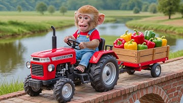 🌶️🐒 Monkey NaNa Rebuilds a Bridge After the Storm to Save the Pepper Harvest! – NANA MONKEY LIFE