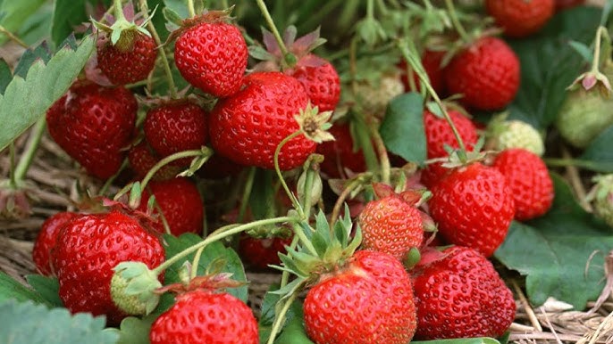 Top 10 Most Profitable Fruit Trees to Grow 11 How to grow Strawberries - YouTube