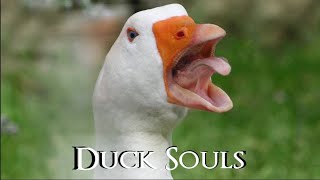 Release the Quacken