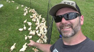 How To Train Chickens! The Coolest Mobile Coop You've Ever Seen!
