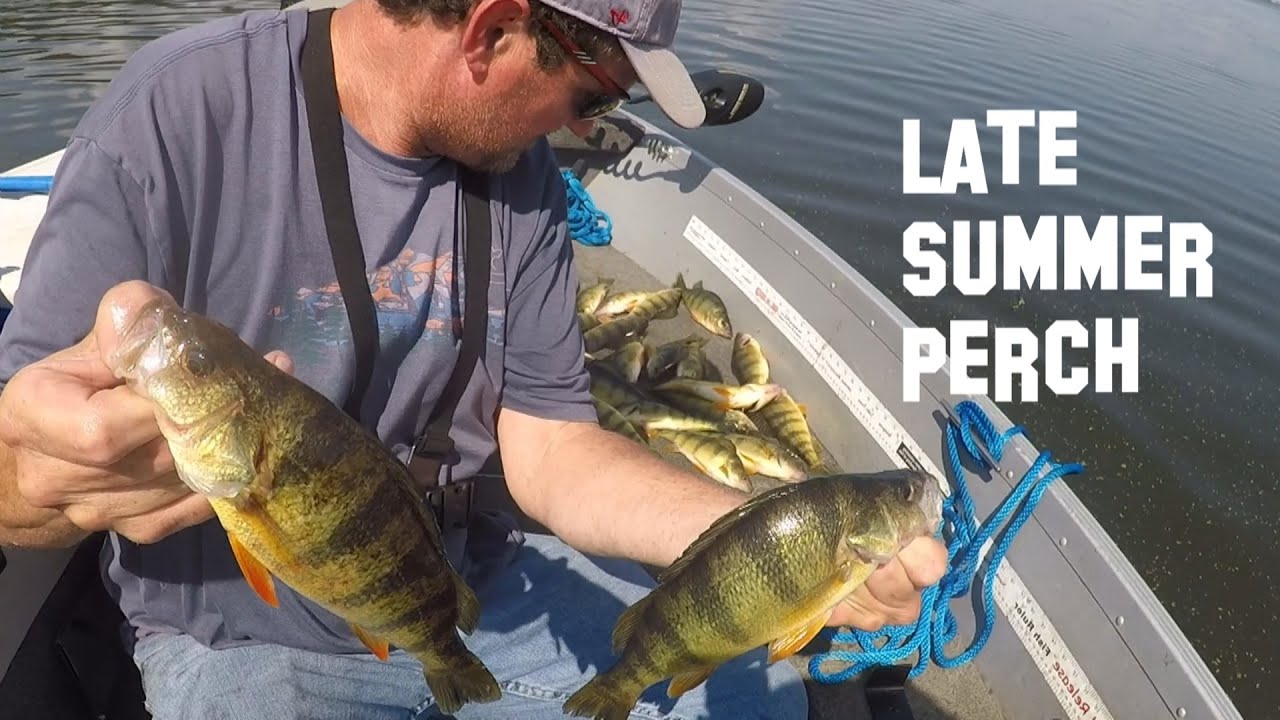 Best Way To Catch Late Summer Big Perch