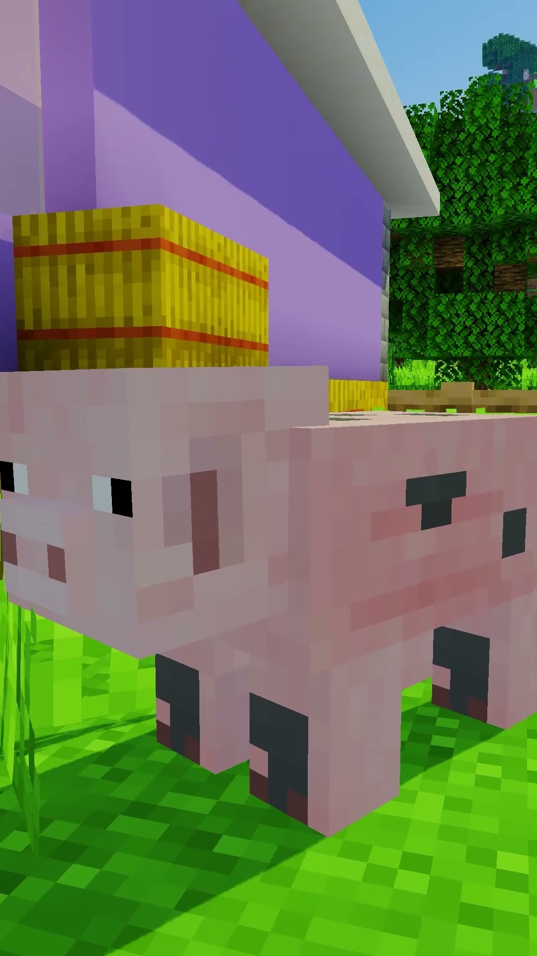 The LIFE of a PIG!