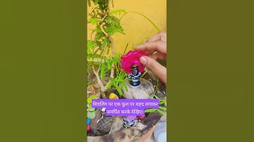 शिवलिंग पर एक पुष्प में एक बूंद शहद लगाकर  समर्पित कीजिए🌺#bholenath#bhakti #pandit_pradeep_ji_mishra