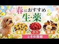 春におすすめ生薬(菊花、クコ、陳皮)とその効能