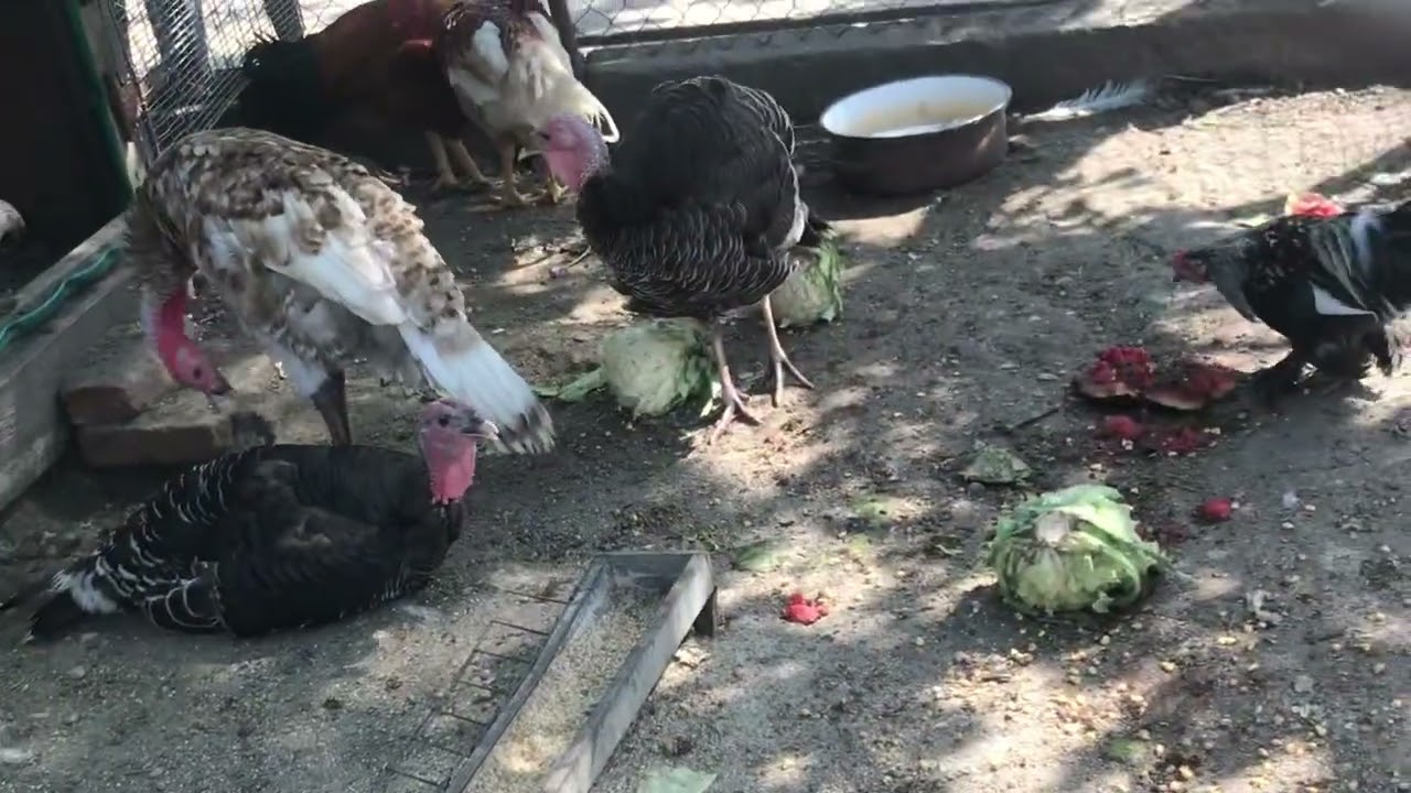 Evoluția puilor de curcă sunt foarte bucuros cum evoluează puii de curca