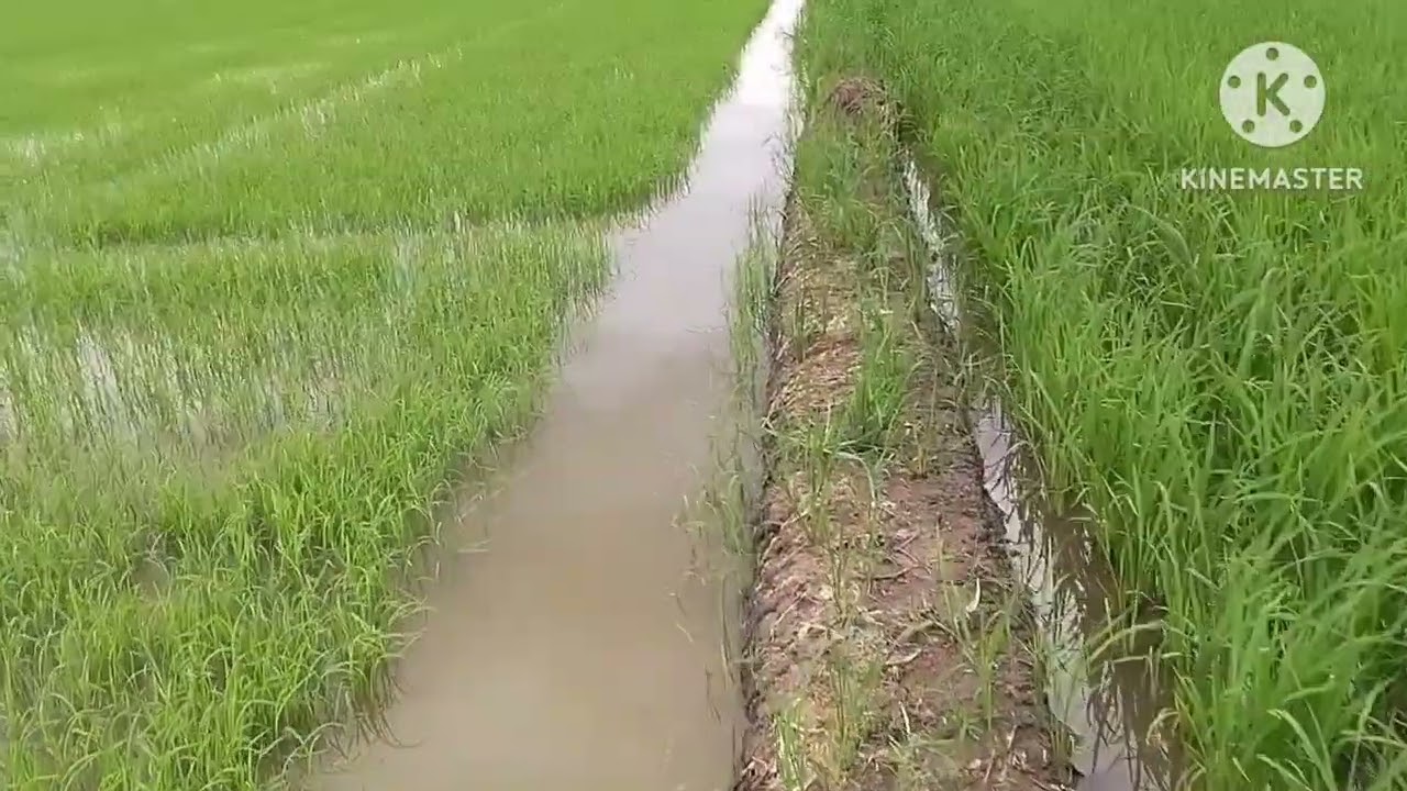 Lúa được một tháng rồi còn ngập nước bà con ơi 