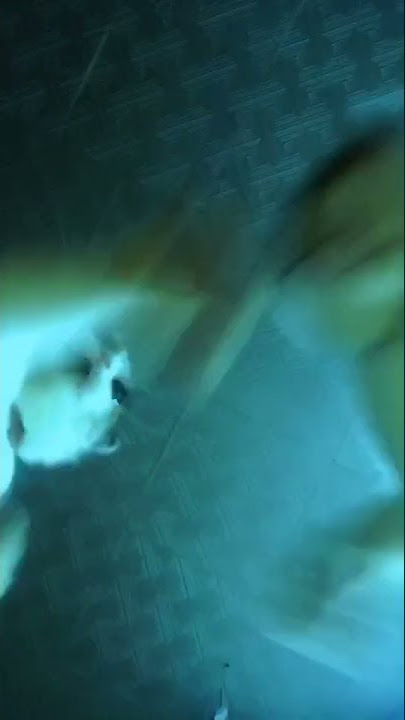mentahan joget malah berantem 😽😸🙀 #viral #memes