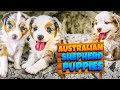 Miniature Australian Shepherd Puppies…We Take The Olympus Aussies Outside!