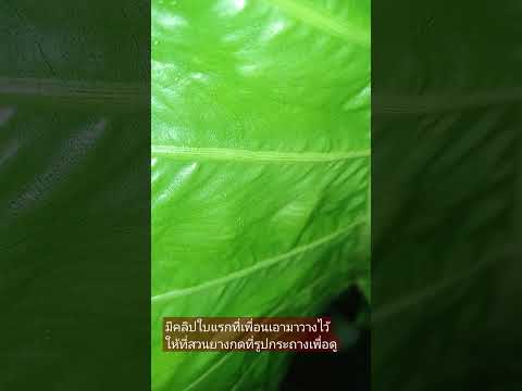 บอนกระดาษด่างดาราจักร(ขอตั้งชื่อแบบนี้นะครับ)