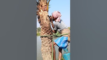 Method of extracting date palm juice from palm trees #nature #youtubeshorts