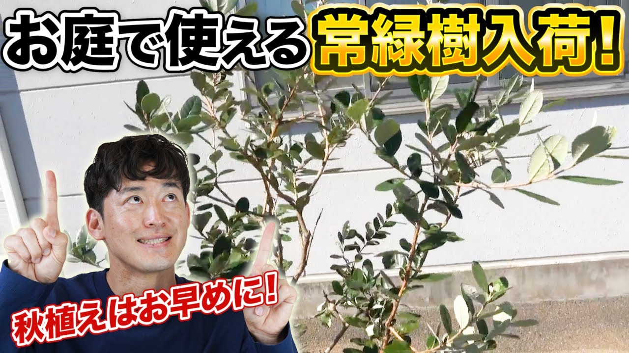 常緑樹 deliquent1984 Hurry up and plant your evergreens in the fall!] We have a new
