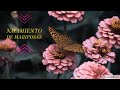 NACIMIENTO de MARIPOSAS, JALISCO 2020 #MariposasRecienNacidas #MariposasNaciendo #ExploraTuLocalidad