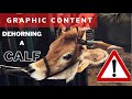 Dehorning Calves | WARNING | MAY BE DISTURBING TO SOME VIEWERS | SOME GRAPHIC CONTENT