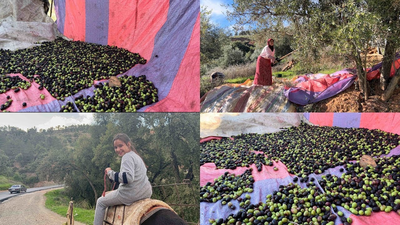 انطلاق موسم جني الزيتون في كتامة الحمد لله على خير 