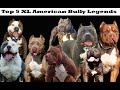 The top 5 xl american bully legends  pitbull legends american bully dog breed history