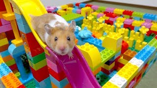 ハムスターにレゴで迷路作ってみた！DIY Hamster MAZE Lego Obstacle Course Escape from the Castle ロボットチャンネル 家族Vlog