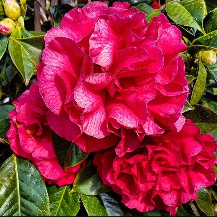 🌿🥀🏵️beautiful Camellia flowers 💚❤️#flowers #beautifulnature #nature #homegarden #naturebeauty