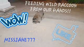 FEEDING A WILD RACCOON OUT OF OUR HANDS!!