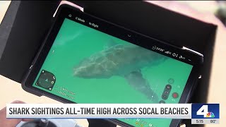 Beachgoers beware: SoCal shark sightings hit all-time high