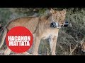 Lioness Steals Photographer’s Canon DSLR and Gives It to Her Cubs