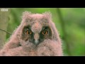 Funny Talking Animals (Walk on the Wild Side) HD - Children in Need Special 2009 - BBC