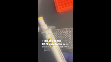 Biol129 DAPI Staining C6 Astrocytoma 1
