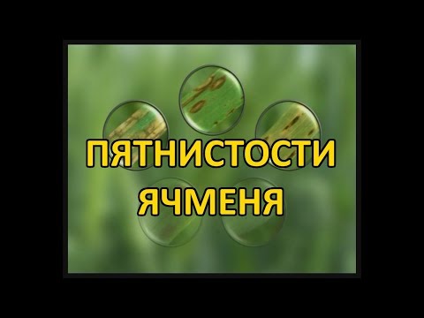 Видео: Поражение сетчатой пятнистостью ячменя – лечение симптомов болезни ячменя сетчатой пятнистостью