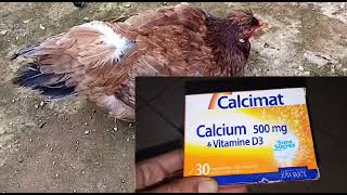 تربية الدجاج /علاج مرض الكساح (عرج الدجاج) ricketa disease poultry