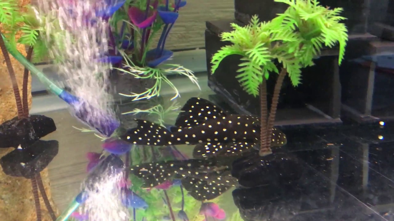 L201 Pleco Price L201 Pleco Price