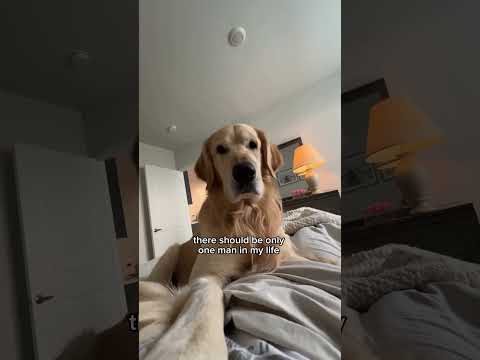 Reasons my golden