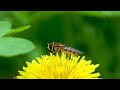 Hoverfly syrphidae on spring plants  wildlife macro  insects behavior  diversity of nature