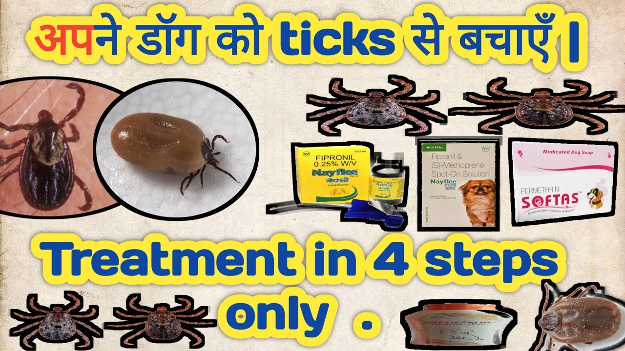 dog ticks removal treatment dog ticks treatment at home dog ticks