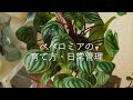 鉢植えでもハンギングでも楽しめるペペロミア|育て方・日常管理