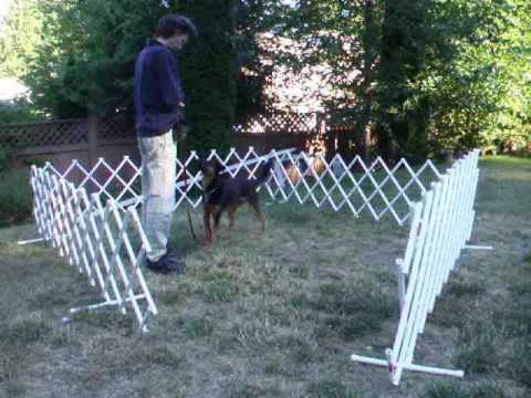 How to Build Focus in the Dog Sport Ring Using 'Co...