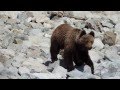 Медведь на Байкале (Bear in Baikal)