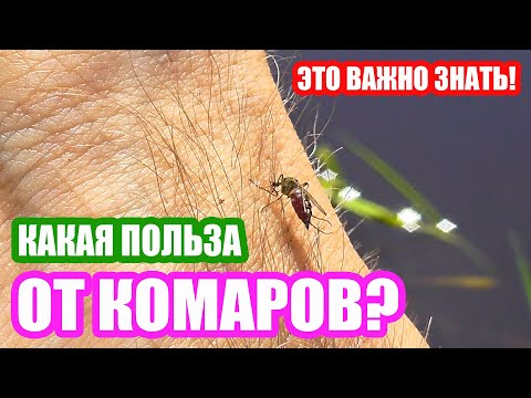 Какую пользу и какой вред приносят комары. Комариные укусы.