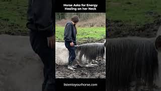 Horse Asks for Energy Healing on her Neck🐎✨ #healinghorses #shorts